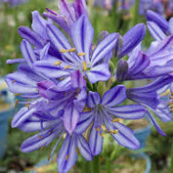 Agapanthus africanus 'Bleu de Chine'