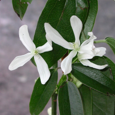 Clematis armandii