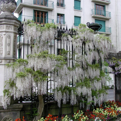 Wisteria floribunda 'Alba'