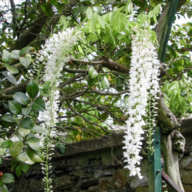 Wisteria floribunda 'Alba'