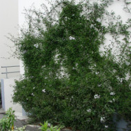 Solanum jasminoides