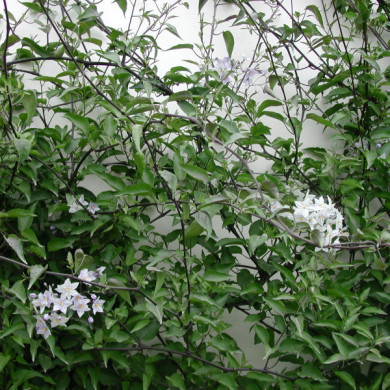 Solanum jasminoides