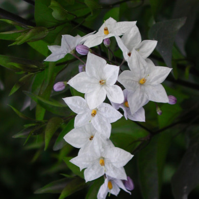 Solanum jasminoides