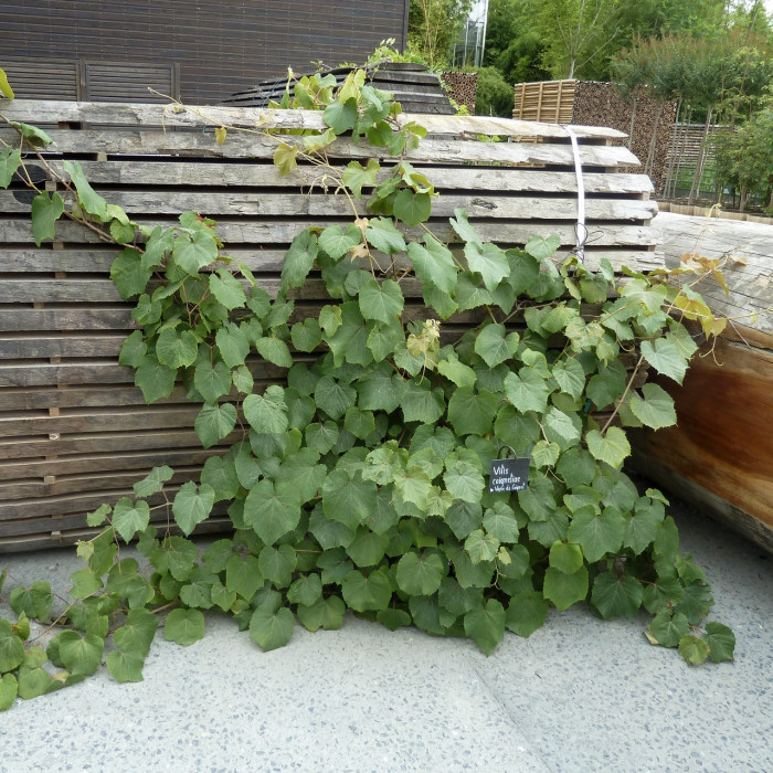 Vitis coignetiae