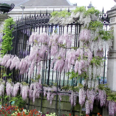 Wisteria floribunda 'Honbeni'