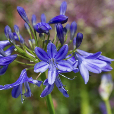 Agapanthus 'Lapis Lazuli'