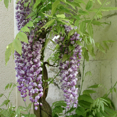 Wisteria floribunda 'Violacea Plena'