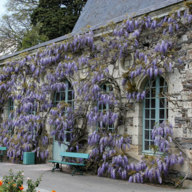 Wisteria sinensis