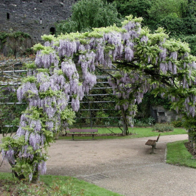 Wisteria sinensis