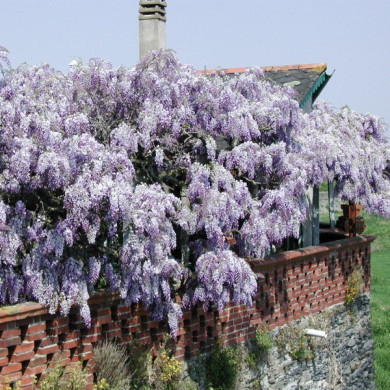 Wisteria sinensis