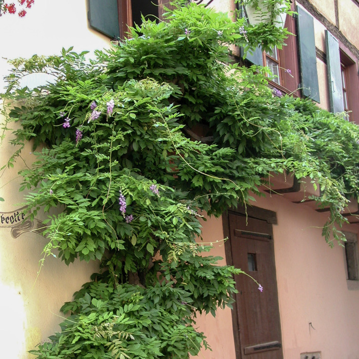 Wisteria sinensis