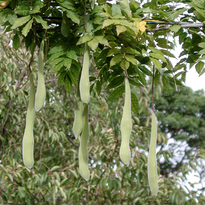 Wisteria sinensis