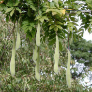 Wisteria sinensis