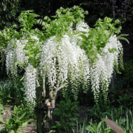 Wisteria sinensis 'Alba'