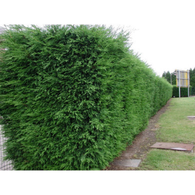 X Cupressocyparis leylandii