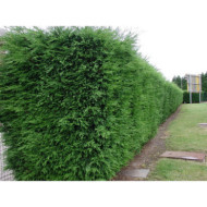 X Cupressocyparis leylandii