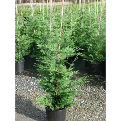 X Cupressocyparis leylandii