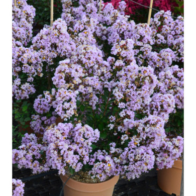 Lagerstroemia indica Camaieu d'été® 'Indycam'