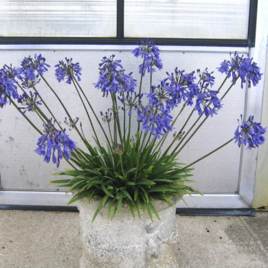 Agapanthus 'Lapis Lazuli'