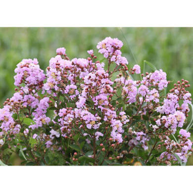 Lagerstroemia indica Camaieu d'été® 'Indycam'