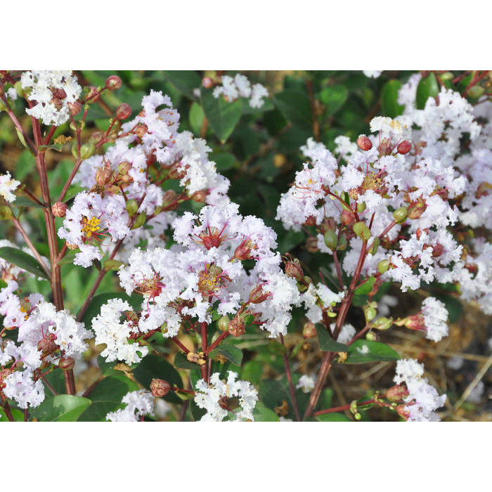 Lagerstroemia indica Camaieu d'été® 'Indycam'