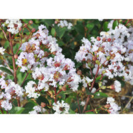 Lagerstroemia indica Camaieu d'été® 'Indycam'