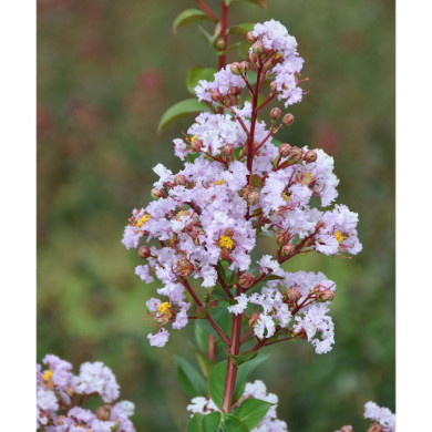 Lagerstroemia indica Camaieu d'été® 'Indycam'