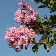 Lagerstroemia indica Camaieu d'été® 'Indycam'