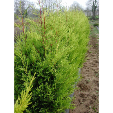 X Cupressocyparis leylandii 'Castlewellan'