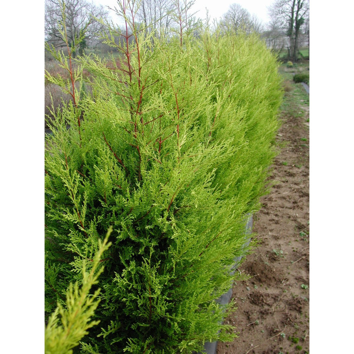 X Cupressocyparis leylandii 'Castlewellan'