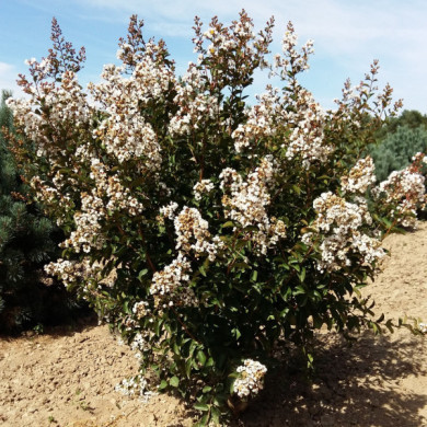 Lagerstroemia indica Neige d'été©