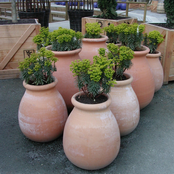 Euphorbia characias