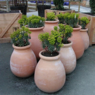Euphorbia characias