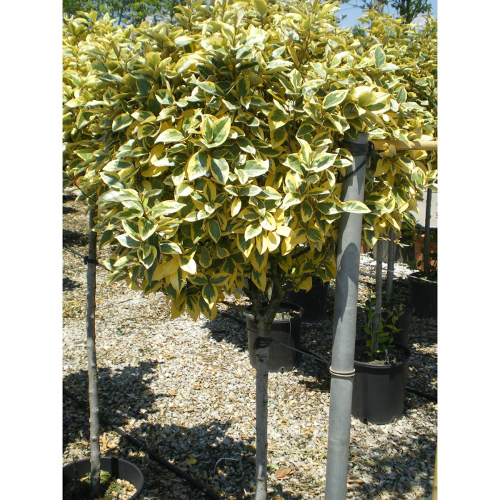 Elaeagnus x ebbingei 'Gilt Edge'