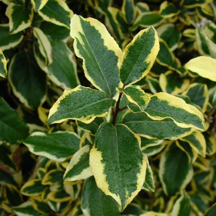 Elaeagnus x ebbingei 'Gilt Edge'