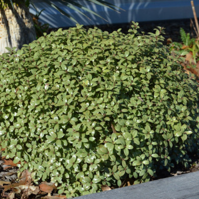 Pittosporum tenuifolium 'Silver Ball'