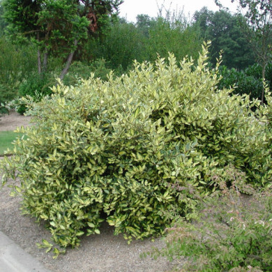 Elaeagnus pungens 'Maculata'