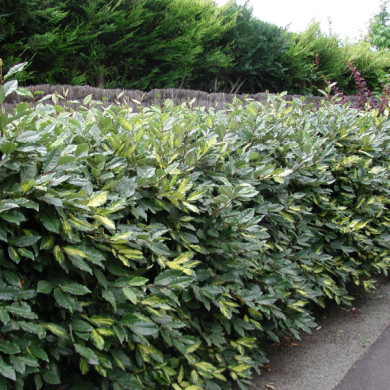 Elaeagnus pungens 'Maculata'