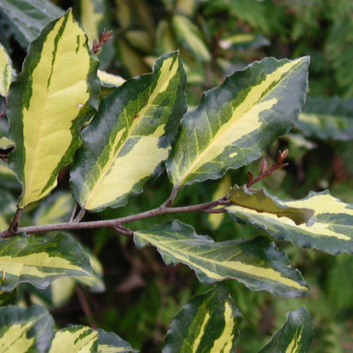 Elaeagnus pungens 'Maculata'