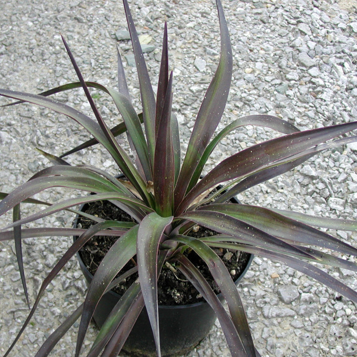 Yucca aloifolia
