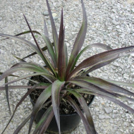 Yucca aloifolia