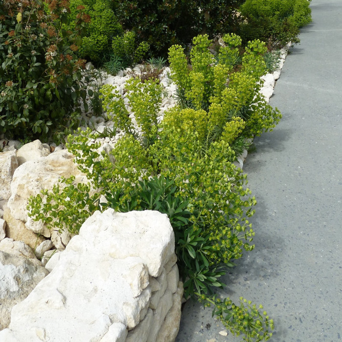 Euphorbia characias