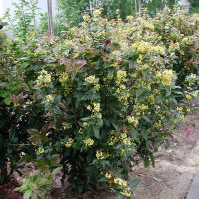 x Mahoberberis miethkeana