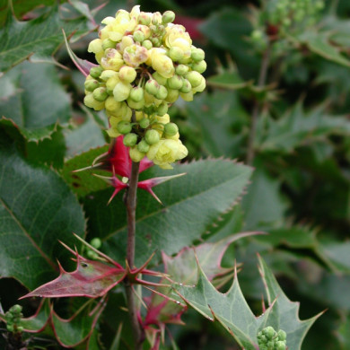 x Mahoberberis miethkeana