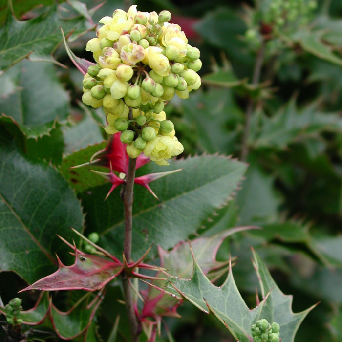x Mahoberberis miethkeana