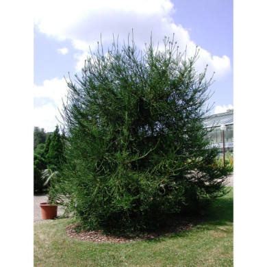 Cryptomeria japonica 'Araucarioides'