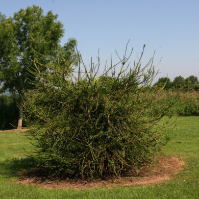Cryptomeria japonica 'Araucarioides'