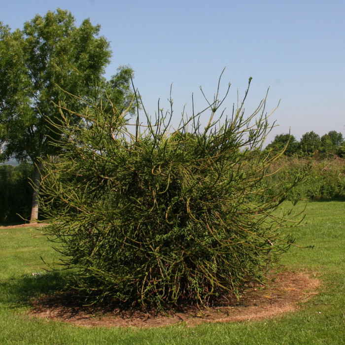 Cryptomeria japonica 'Araucarioides'