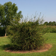 Cryptomeria japonica 'Araucarioides'