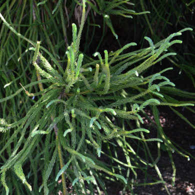 Cryptomeria japonica 'Araucarioides'